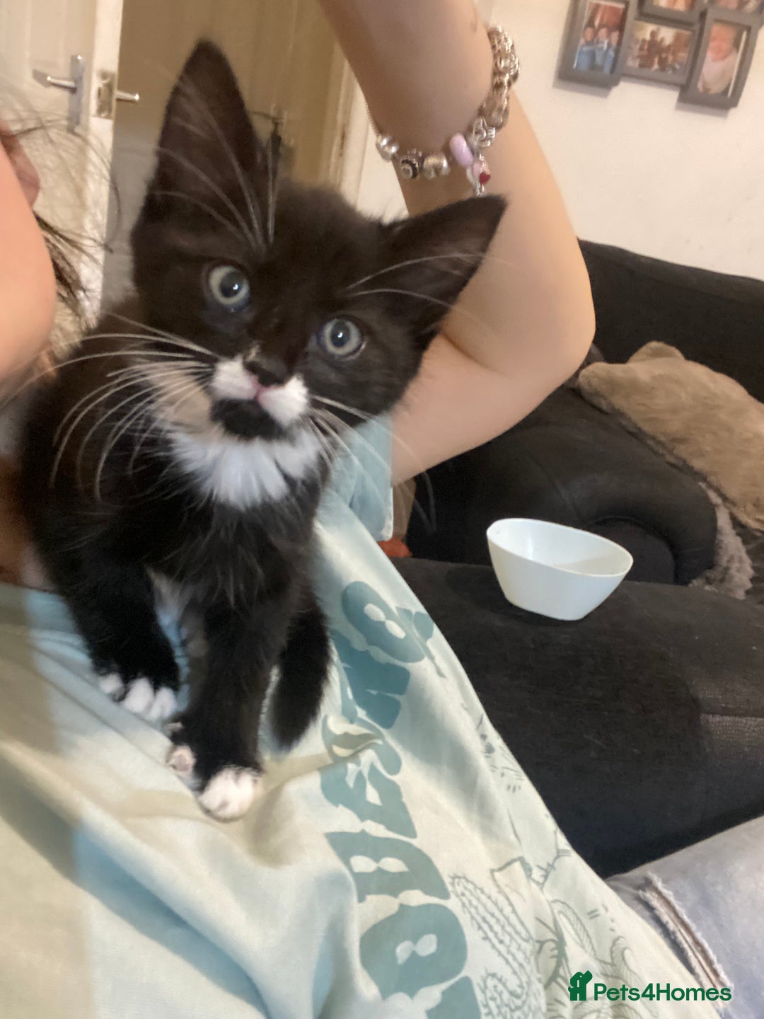 Mixed Breed cats for sale: Female kitten very loving  - Image 1