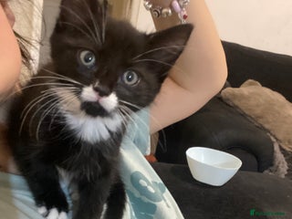 Mixed Breed cats - Advert 4