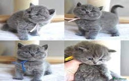 British Shorthair cats for sale: Cute kittens looking for loving home - Image 1