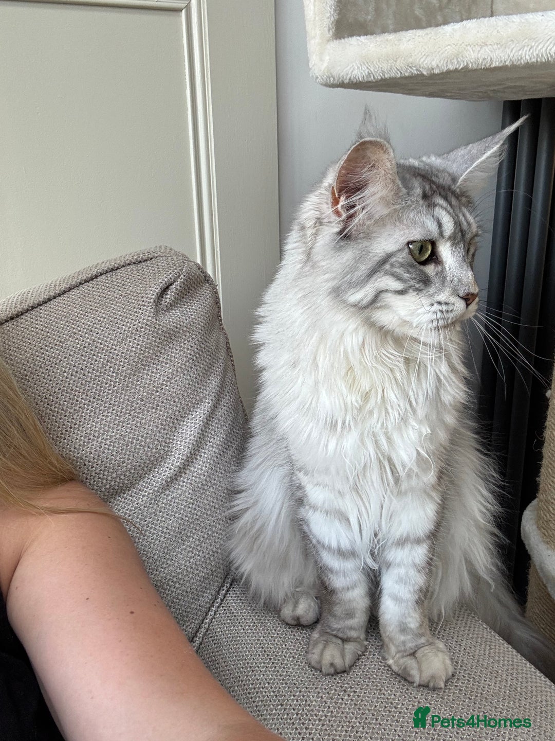 Maine Coon cats for sale: Female Maine coon  - Image 3