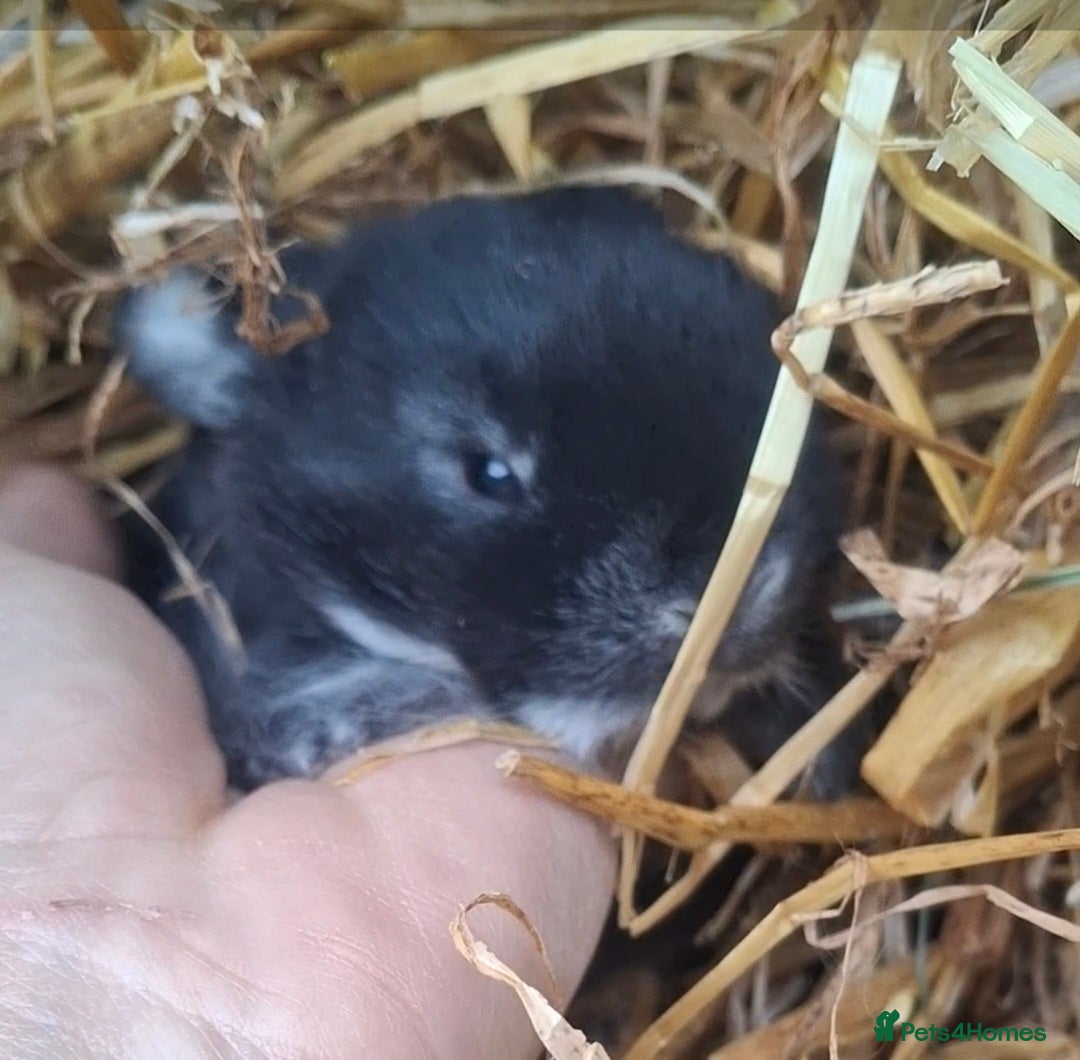 Mini Lion Lop rabbits for sale: Mini lionlops  - Advert 7