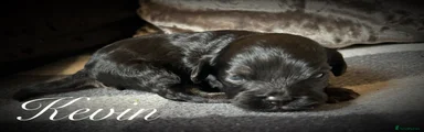 Cavapoo 3