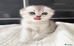 Scottish Fold cats for sale: The last Scottish Kitten ready for a loving home - Image 15