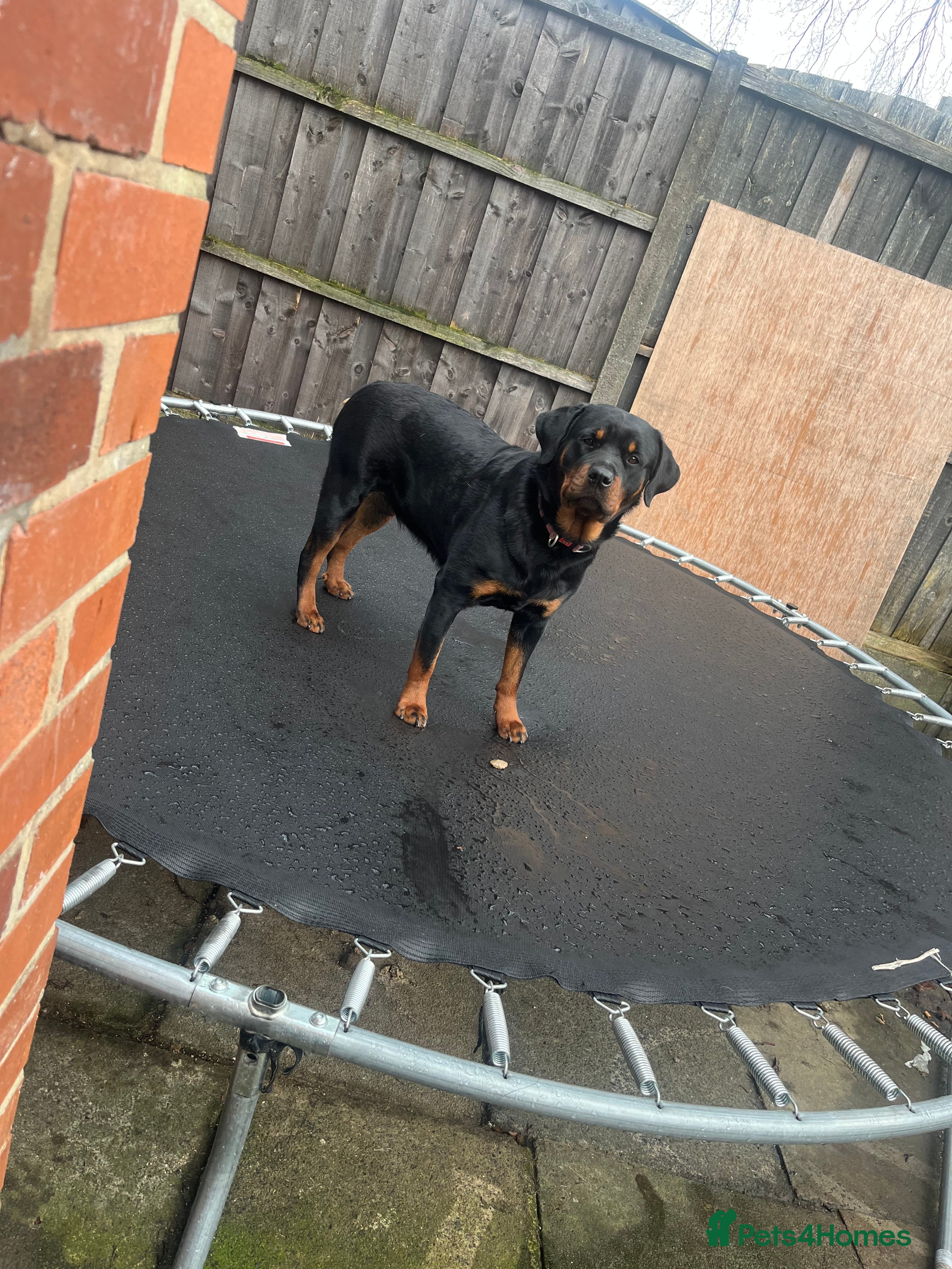 Rottweiler dogs Female Rottweiler  - Advert 4