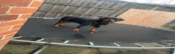 Rottweiler dogs for sale: Female Rottweiler  - Advert 1
