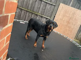 Rottweiler dogs Female Rottweiler - Advert 4