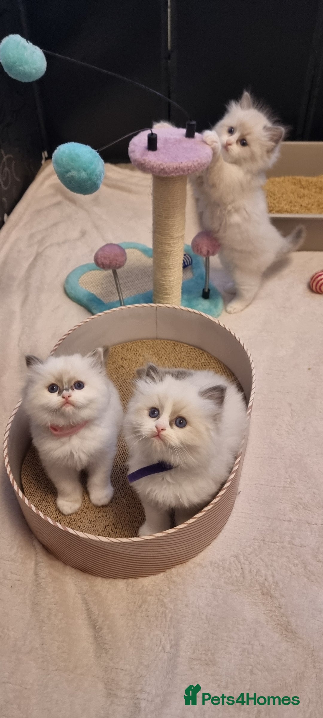 Ragdoll cats for sale: Pedegree stuning Ragdoll kittens - Advert 7