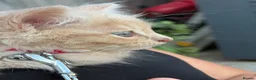 British Longhair cats for sale: British longhair/mixed kittens for sale  - Advert 6
