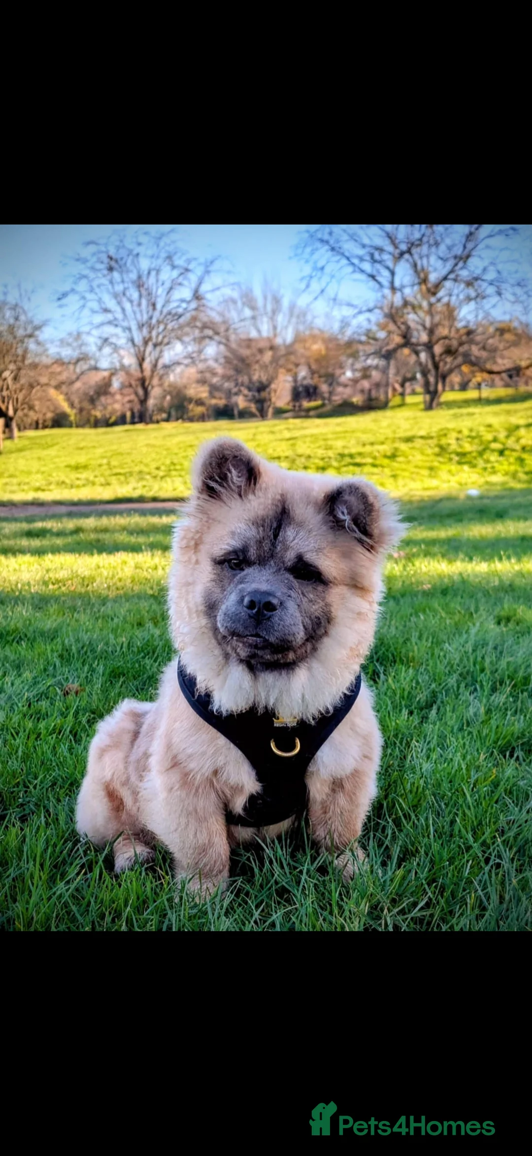 Chow Chow dogs for sale: Male chow chow  - Advert 1