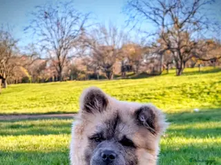 Chow Chow dogs Male chow chow - Advert 1