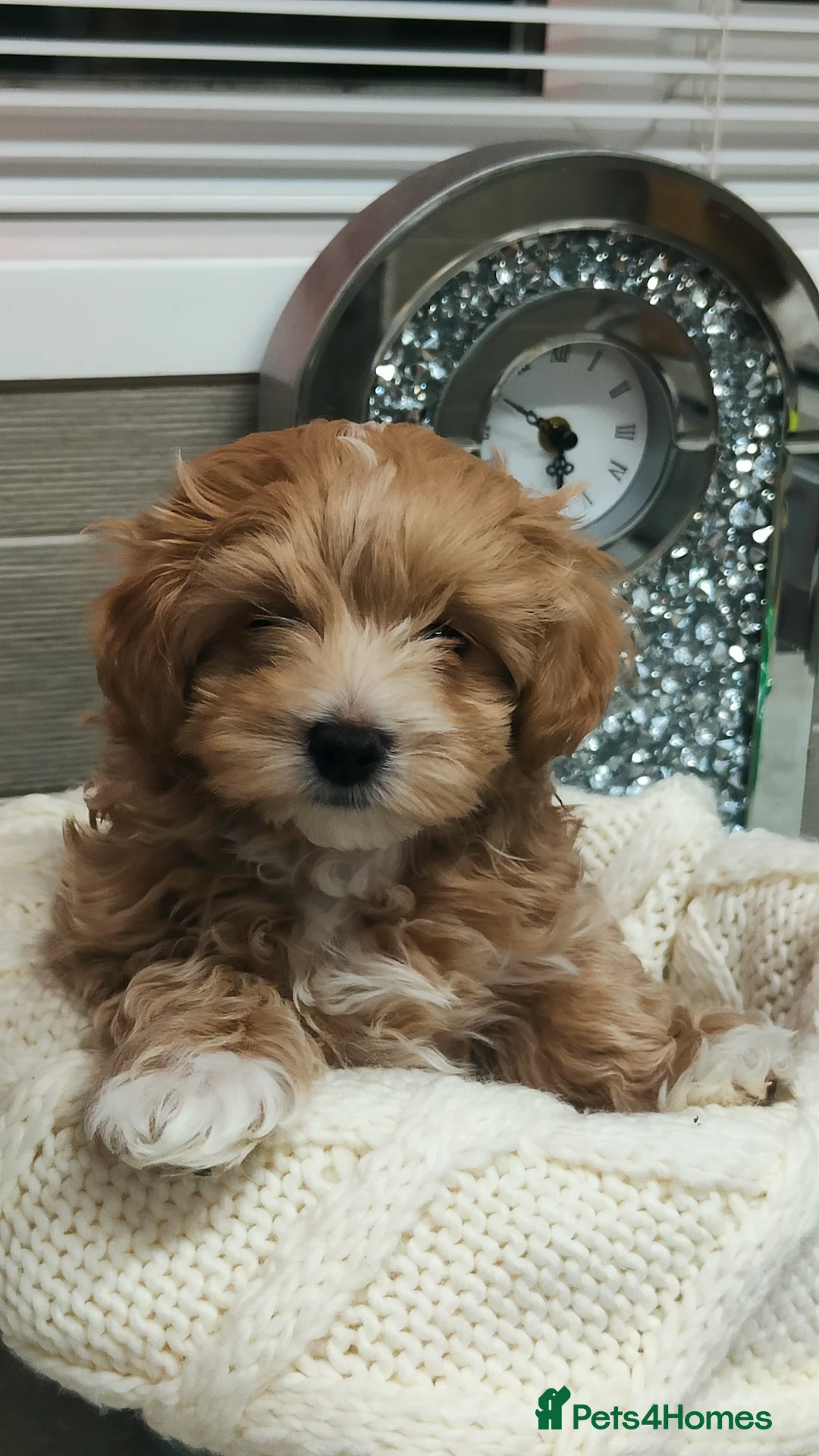 Maltipoo dogs for sale: Exclusive F1 Tiny Asian Maltipoo Puppies  - Advert 9