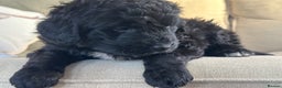 Bernedoodle dogs for sale: F1 BERNADOODLE BOYS AND GIRLS - Advert 17