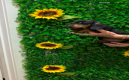 Miniature Dachshund dogs for sale: Smooth hair miniature dachshunds  - Image 3
