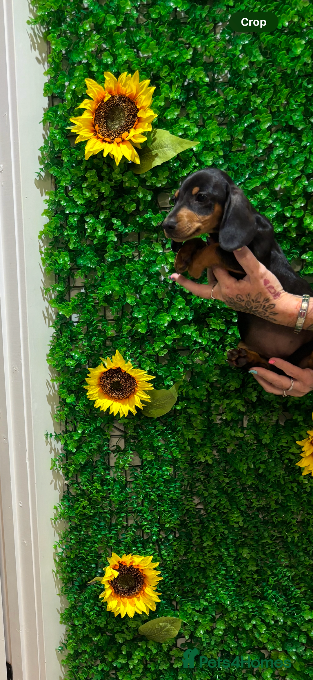 Miniature Dachshund dogs for sale: Smooth hair miniature dachshunds  - Image 3