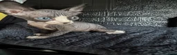 Sphynx cats for sale: Sphynx kittens TICA registered  - Advert 4