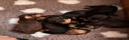 Dachshund dogs for sale: Smooth Dachshund × Wire-Haired Dachshund Puppies - Advert 11