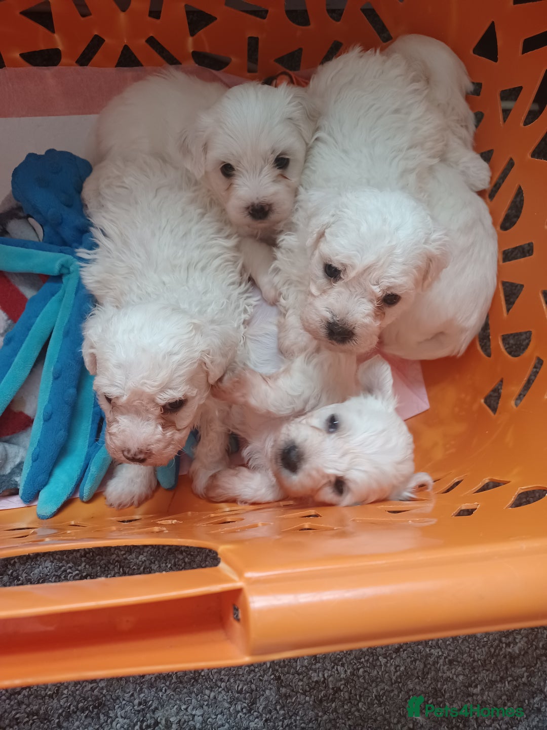 Bichon Frise dogs for sale: GORGEOUS BICHON FRISE❤️ 2 girls 3 boys - Image 18