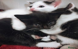 Mixed Breed cats for sale: 8 weeks old Kitten, Female - Image 22