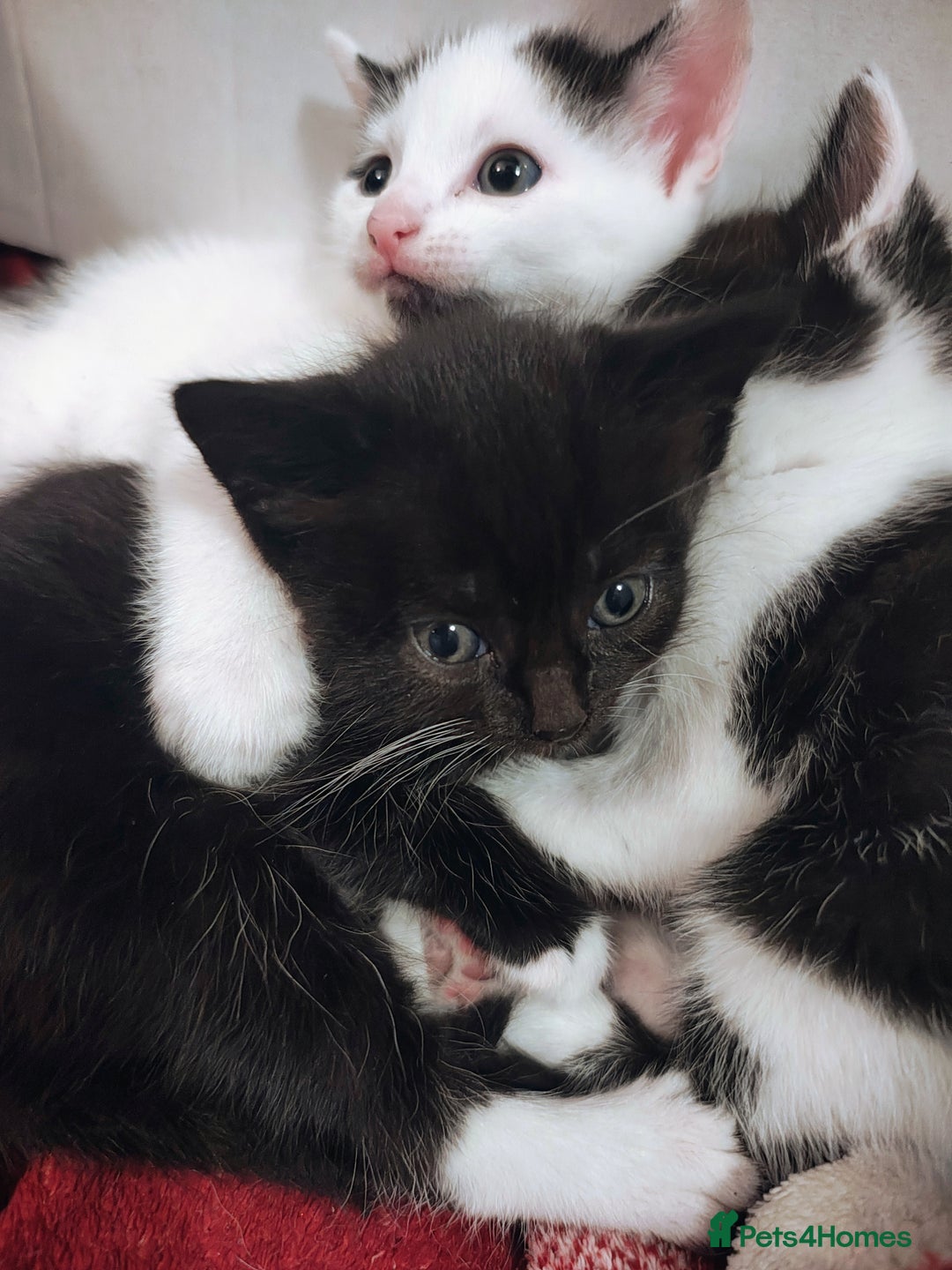 Mixed Breed cats for sale: 8 weeks old Kitten, Female - Image 22