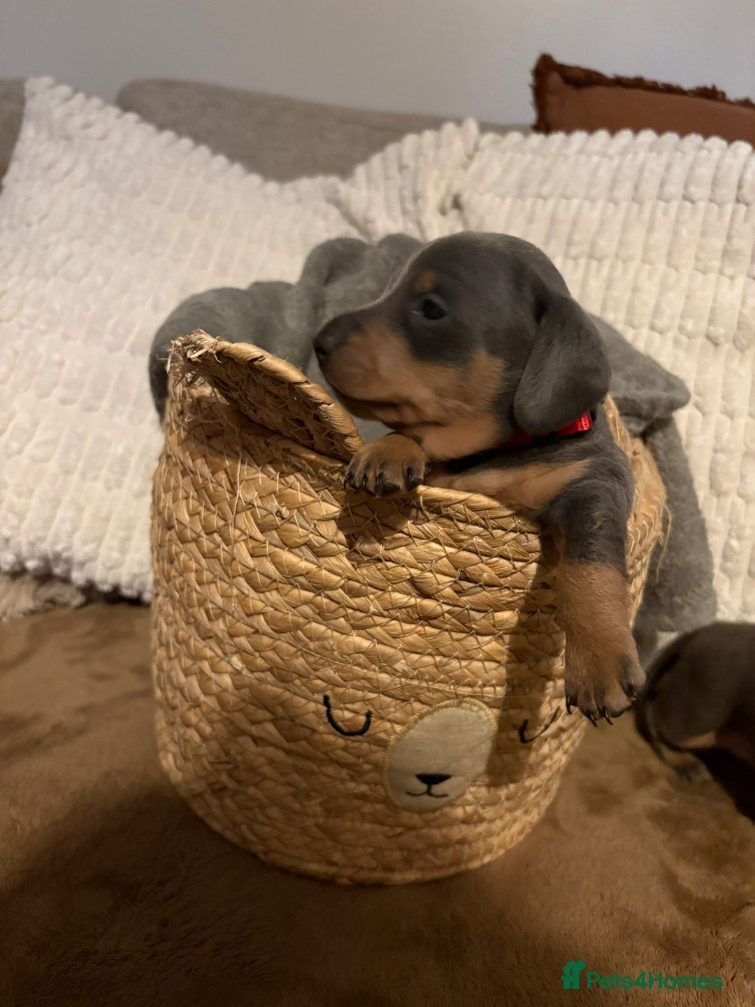 Miniature Dachshund dogs for sale: Miniature dachshund puppies forsale - Advert 12