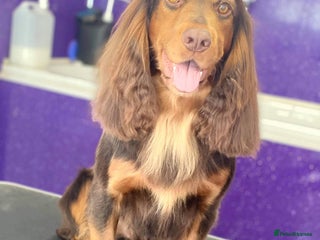Cocker Spaniel dogs for stud: Working Cocker Spaniel KC STUD in Wigan - Advert 2