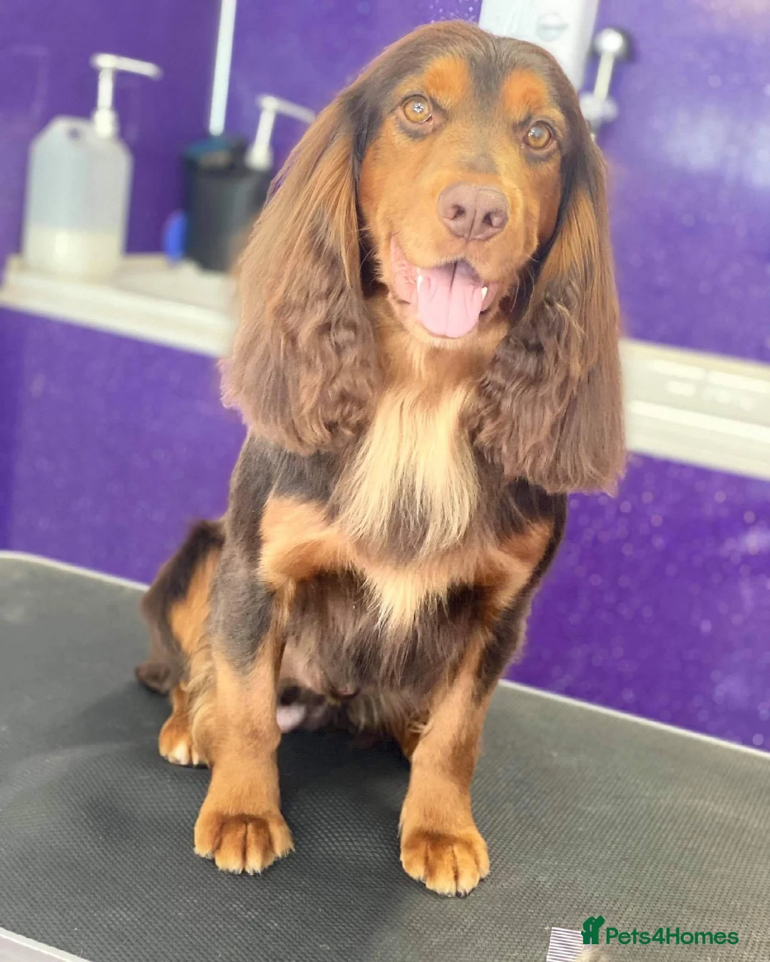 Cocker Spaniel dogs for stud: Working Cocker Spaniel KC STUD in Wigan - Advert 1