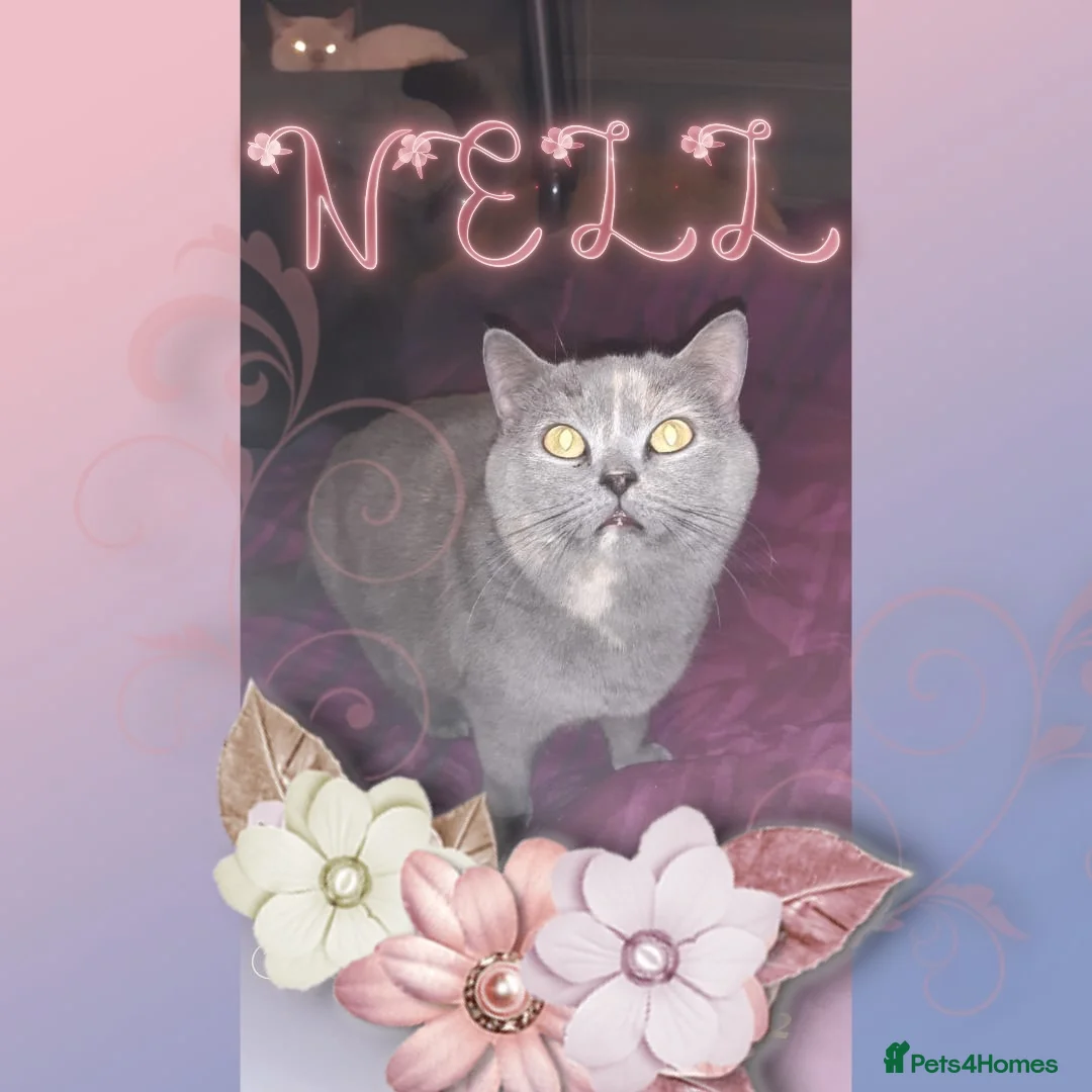 British Shorthair cats for sale: 💜 Precious Litter Of BSH Kittens 💜 - Advert 27