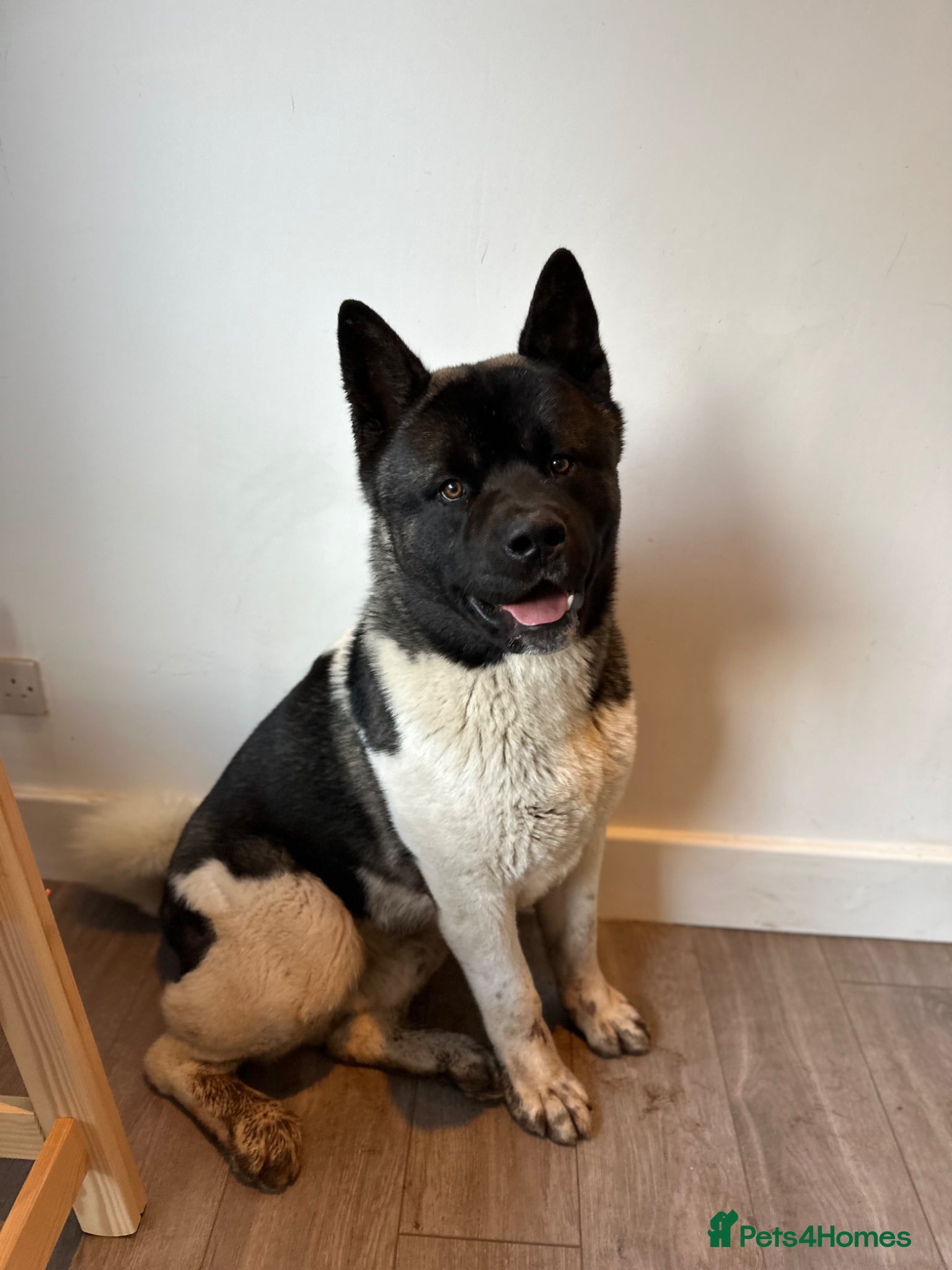 Akita dogs Huge Beautiful Softie Bear Head American Akita - Advert 1