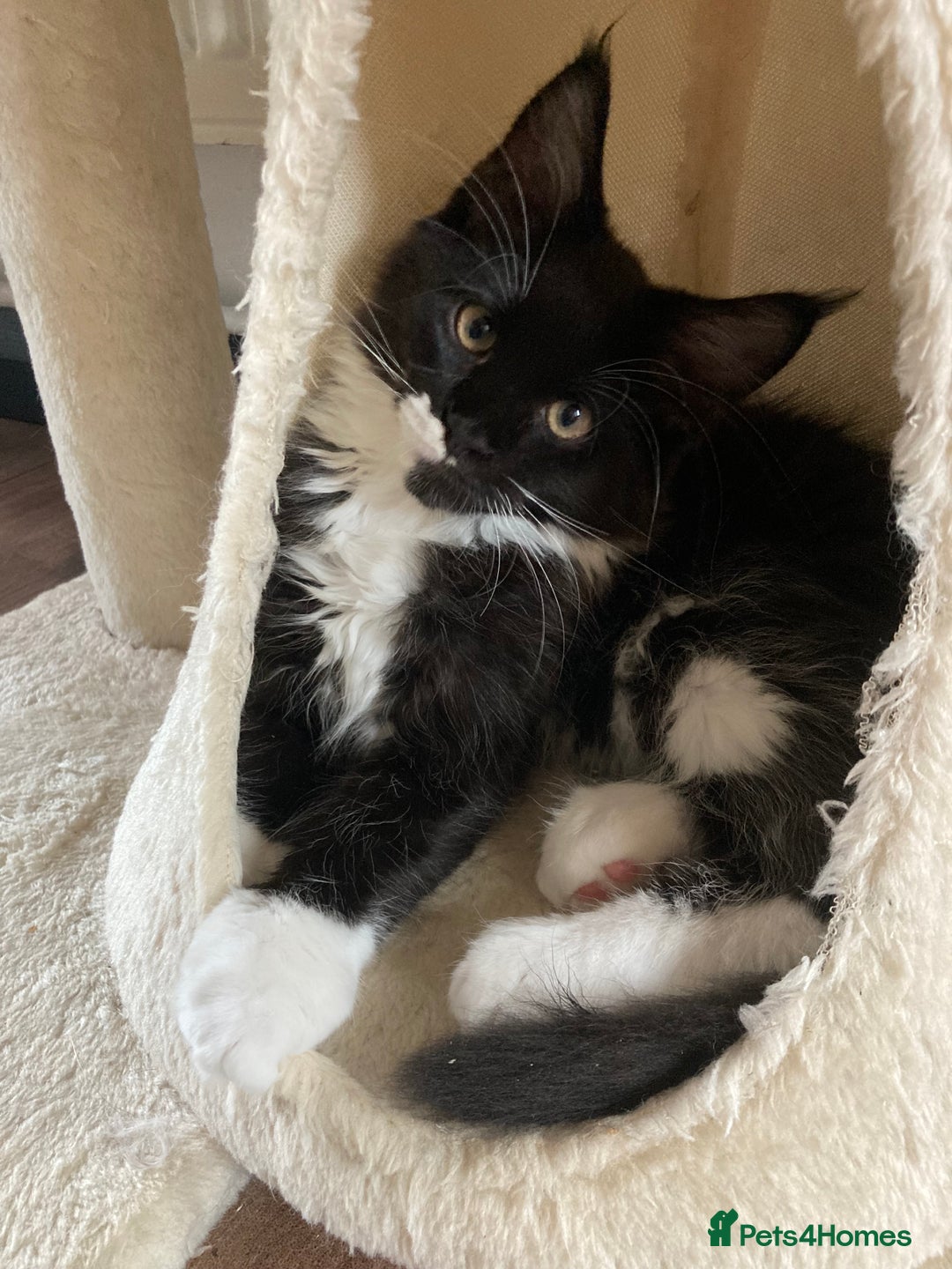 Maine Coon cats for sale: Pedigree Maine Coon Kittens (TICA) - Image 27