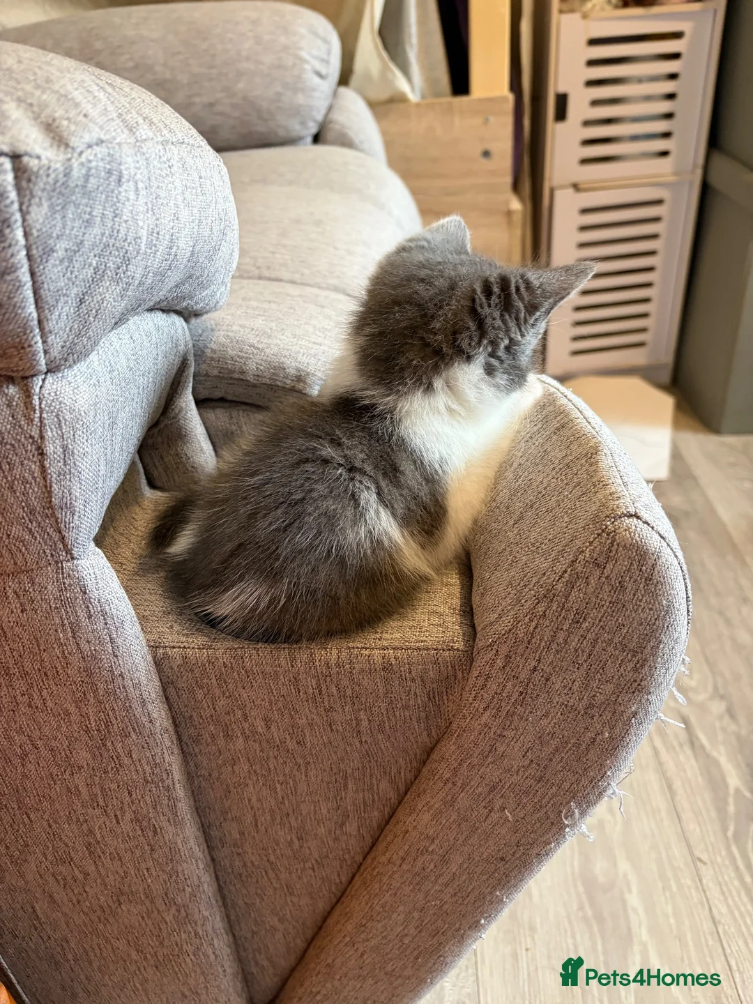 Mixed Breed cats for sale: Male kitten  - Advert 10