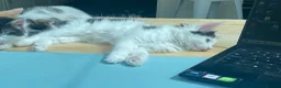 Mixed Breed cats for sale: Part Ragdoll Kittens Looking for Forever Families - Advert 14