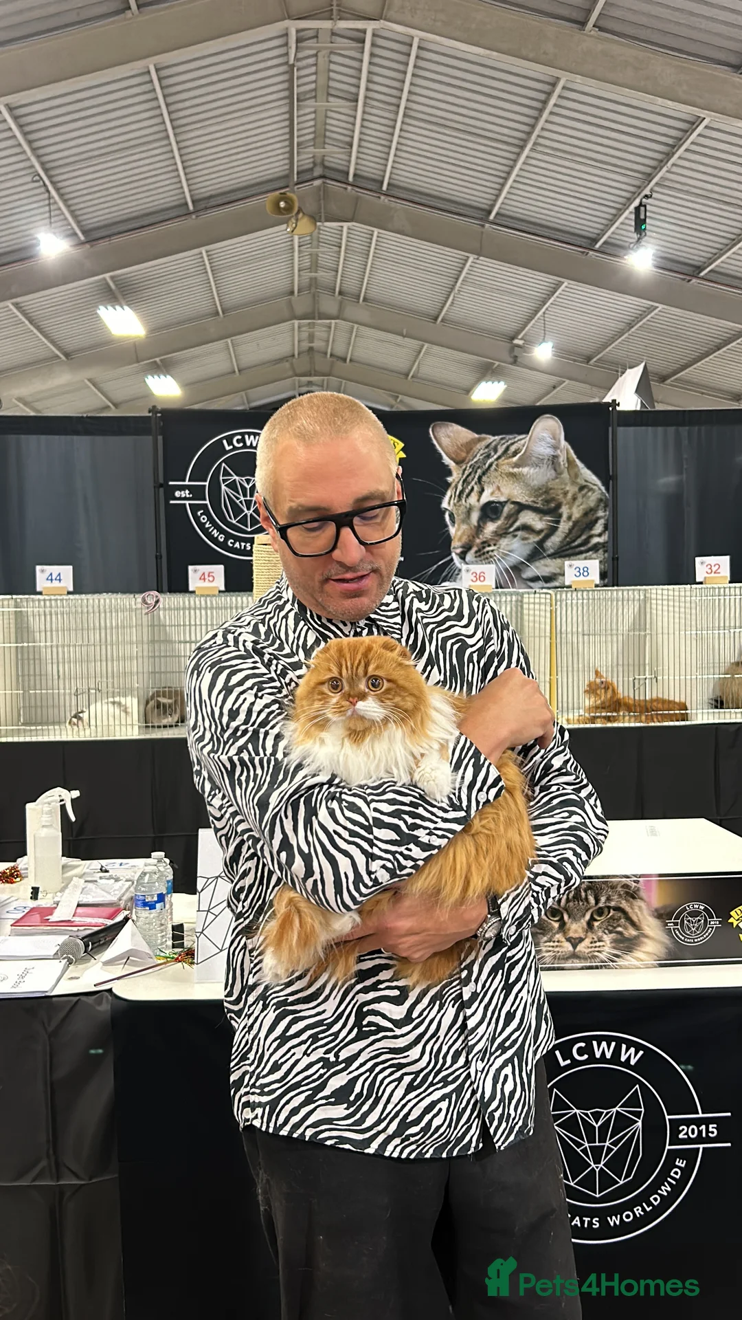 Scottish Fold cats for stud: RoyalOwl Yoshi: Scottish Fold Longhair Stud  in Banbury - Advert 4