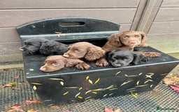 Cocker Spaniel dogs for sale: Ready Now - Wonderful Cocker Spaniels - Advert 8