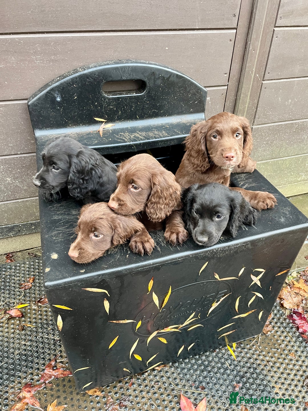 Cocker Spaniel dogs for sale: Ready Now - Wonderful Cocker Spaniels - Advert 8