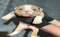 English Bulldog dogs for sale: Mr muscles pup 7 weeks old ready to go 28th  - Image 21