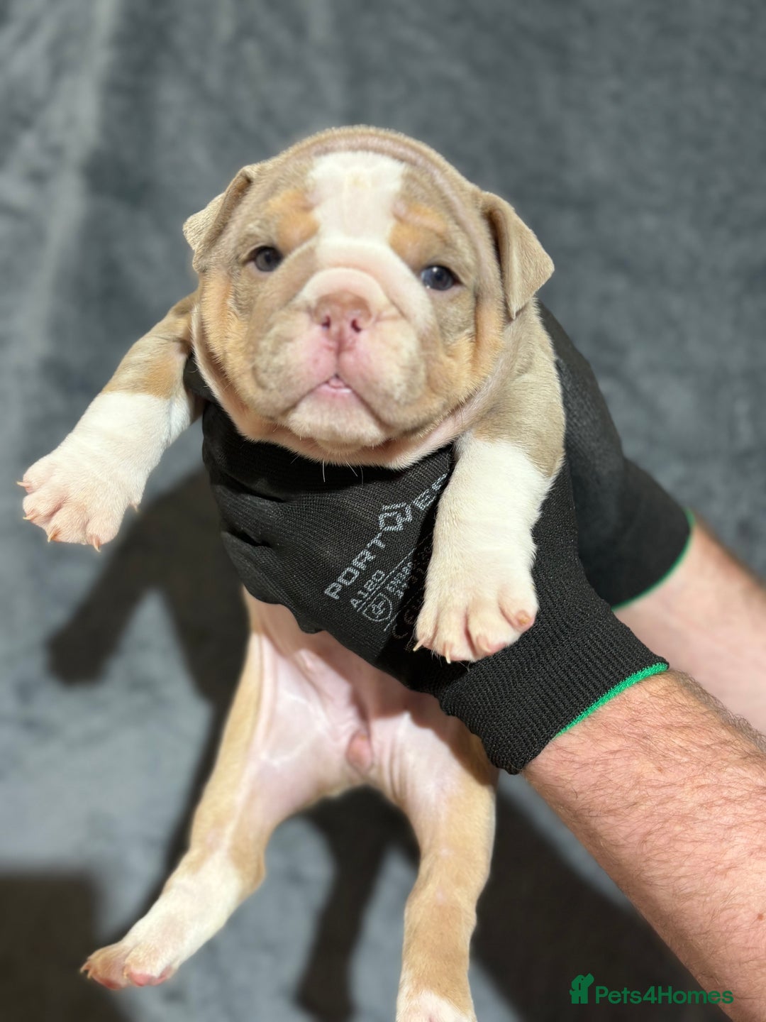 English Bulldog dogs for sale: Mr muscles pup 7 weeks old ready to go 28th  - Image 21