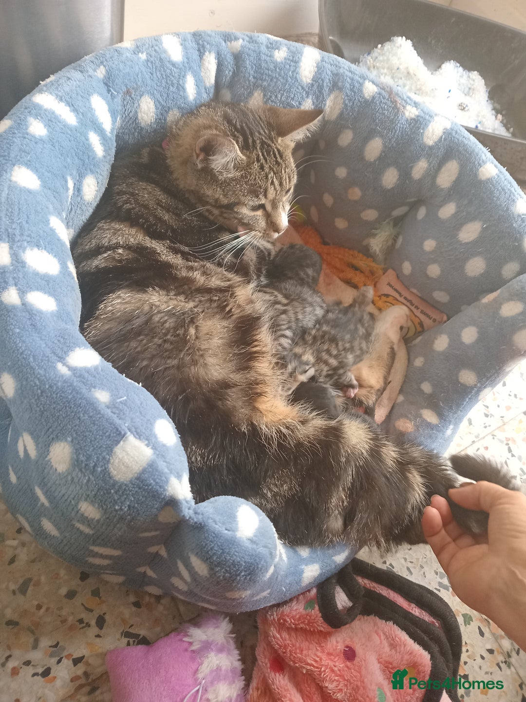 British Shorthair cats for sale: Kittens for sale x4 - Image 7