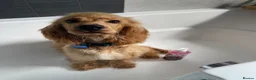 Cocker Spaniel dogs for sale: Loving cocker spaniel  in Belfast - Advert 9