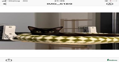 Mixed Breed cats - Advert 5