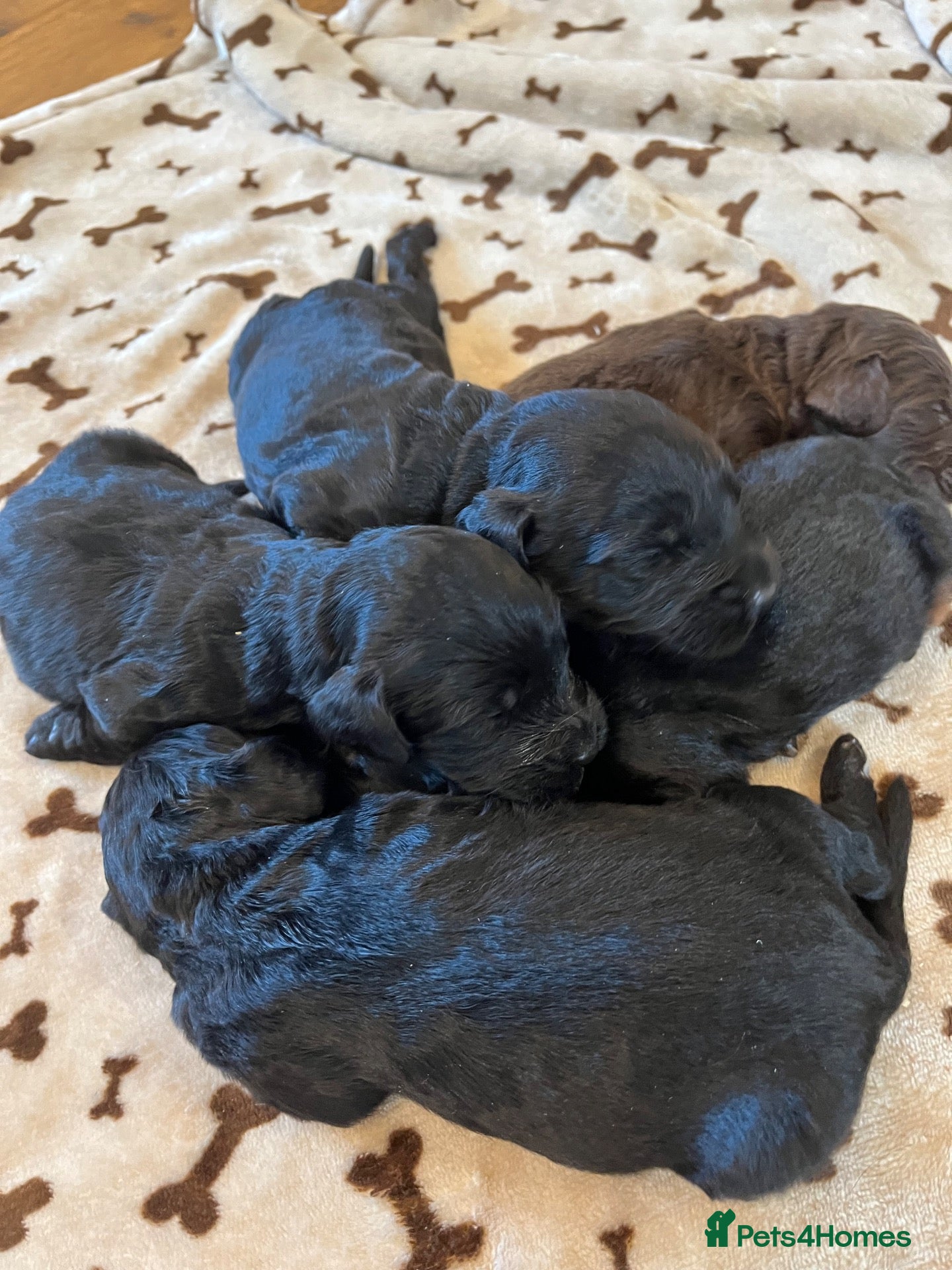 Cockapoo dogs 6 stunning F1 cockapoo puppies, black and browns  - Advert 1