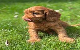 Cockapoo dogs for sale: BEAUTIFUL RED F1 COCKAPOO’S HEALTH TESTED PARENTS  - Image 8
