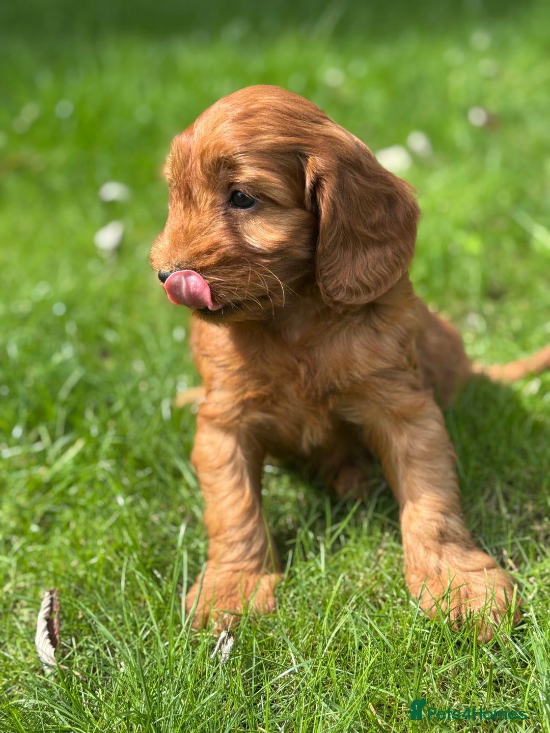 Cockapoo dogs for sale: BEAUTIFUL RED F1 COCKAPOO’S HEALTH TESTED PARENTS  - Image 8