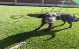 Mixed Breed dogs for sale: 1 Year Old Beddlington Whippet  - Image 2