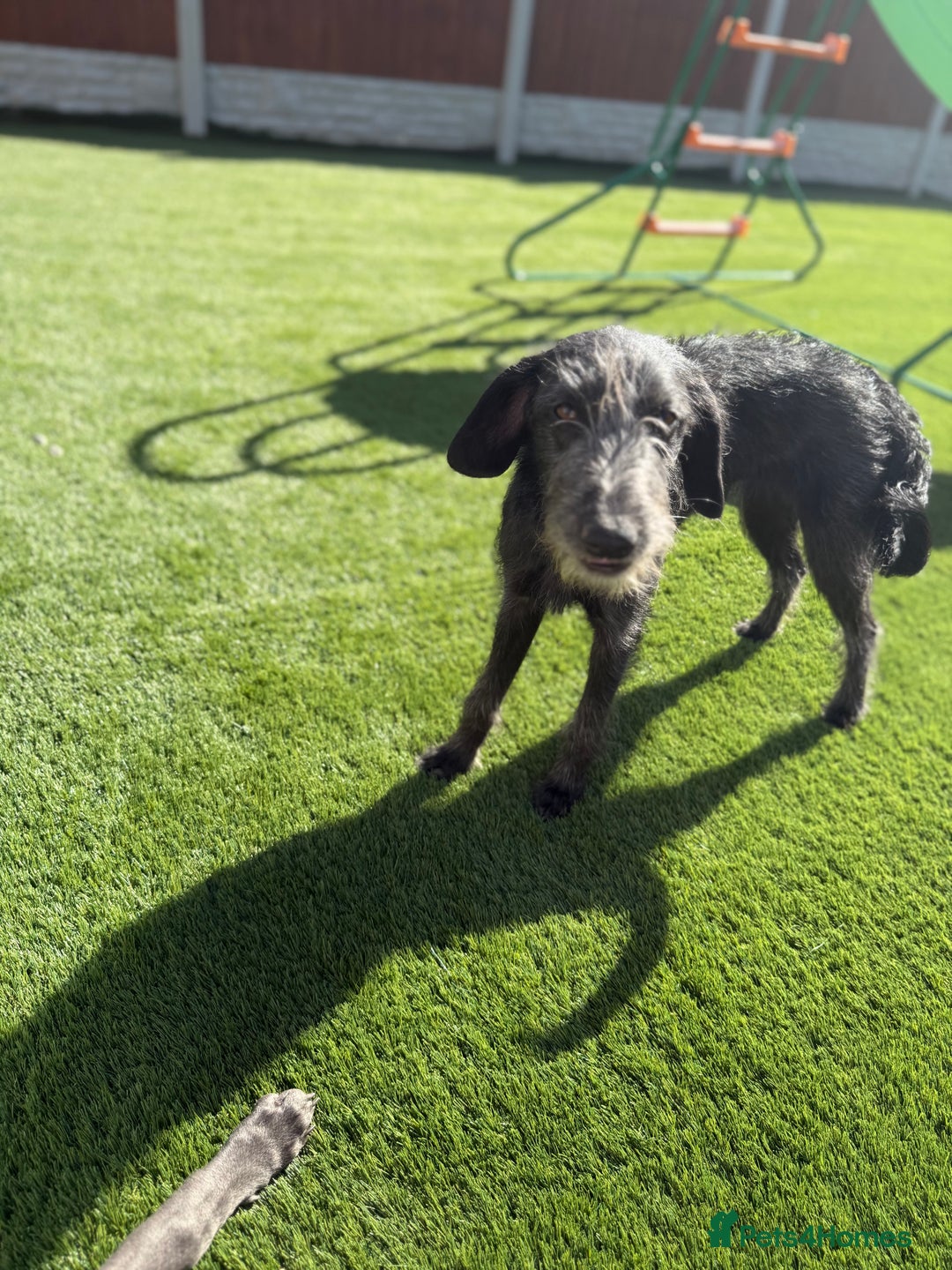 Mixed Breed dogs for sale: 1 Year Old Beddlington Whippet  - Image 2