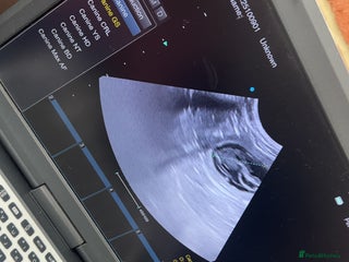 Cocker Spaniel dogs - Advert 34