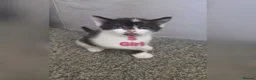 Mixed Breed cats for sale: 6 Adorable Kittens (4 Boys, 2 Girls)  - Advert 5