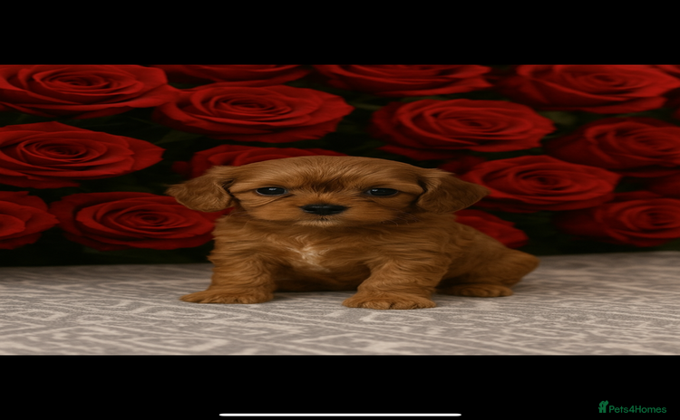 Cavalier King Charles Spaniel dogs - Advert 9