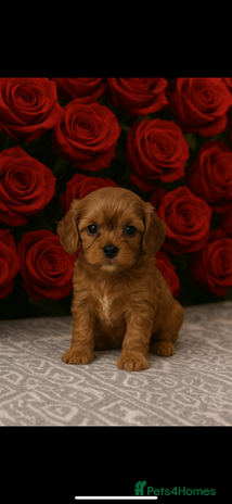 Cavalier King Charles Spaniel dogs - Advert 9