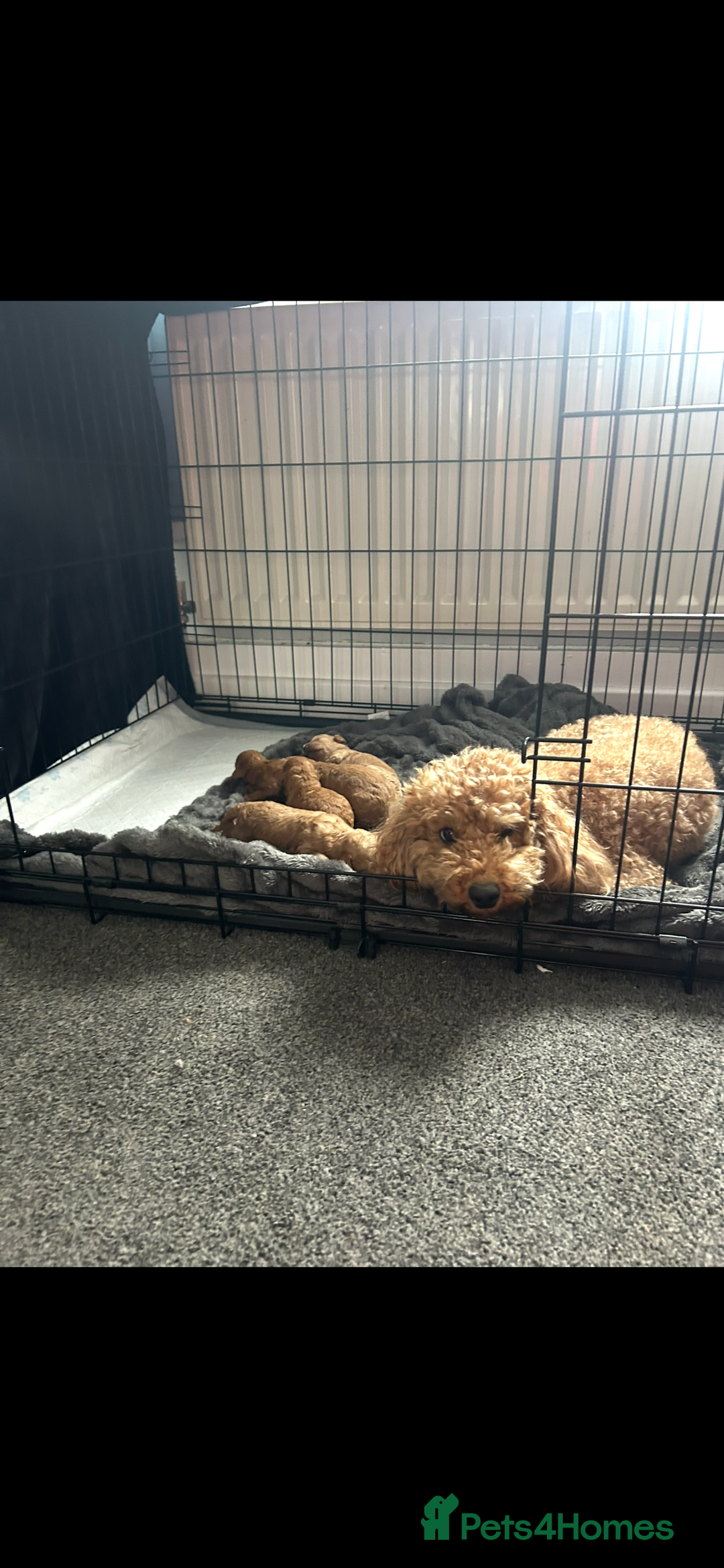 Poochon dogs for sale: Gorgeous litter of F1BB Poochons  - Image 10