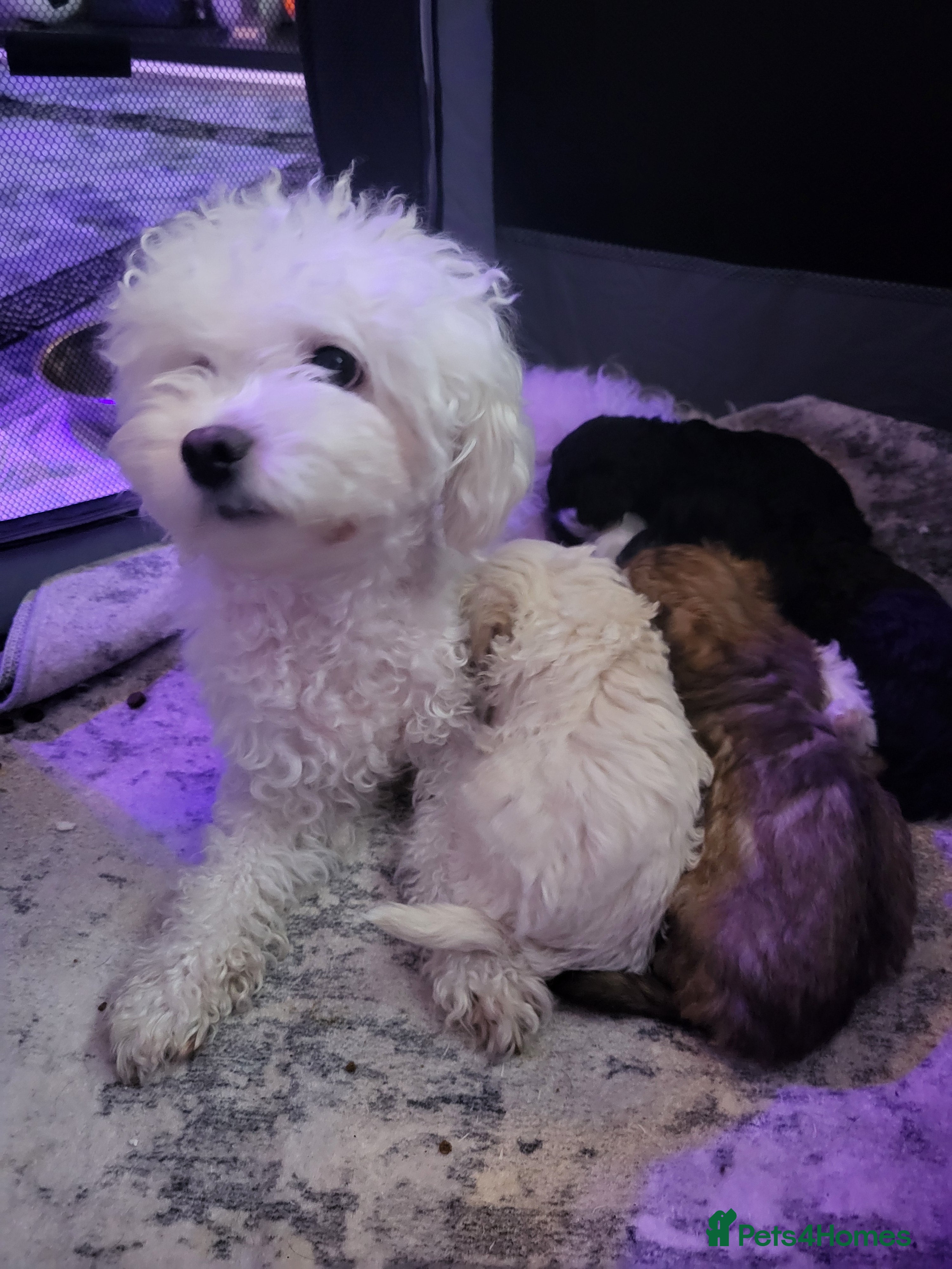 Poochon dogs for sale: Poochon  - Advert 1